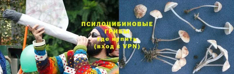 Псилоцибиновые грибы Psilocybine cubensis  Аксай 